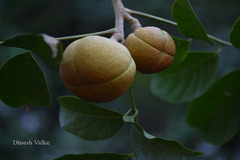 Dysoxylum binectariferum